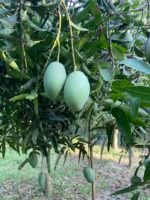 চাপাইনবাবগঞ্জের আম্রপালি আম - Image 2