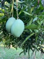 চাপাইনবাবগঞ্জের আম্রপালি আম - Image 3