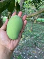 চাপাইনবাবগঞ্জের আম্রপালি আম