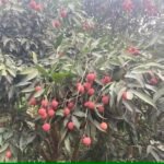 ঐতিহ্যবাহী দিনাজপুরের বেদানা লিচু - Image 4