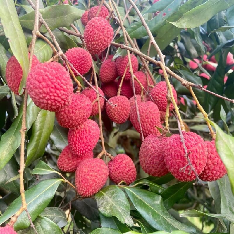 ঐতিহ্যবাহী দিনাজপুরের বোম্বাই লিচু