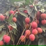 ঐতিহ্যবাহী দিনাজপুরের বেদানা লিচু