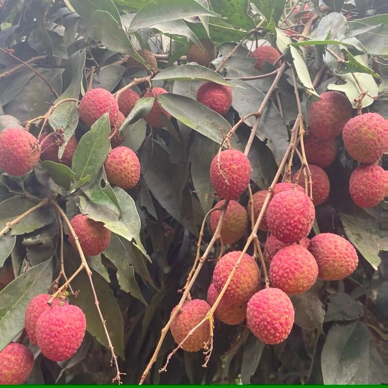 ঐতিহ্যবাহী দিনাজপুরের বেদানা লিচু