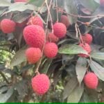 ঐতিহ্যবাহী দিনাজপুরের বেদানা লিচু - Image 2