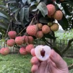 ঐতিহ্যবাহী দিনাজপুরের চায়না লিচু