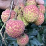 ঐতিহ্যবাহী দিনাজপুরের চায়না লিচু - Image 3