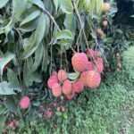 ঐতিহ্যবাহী দিনাজপুরের চায়না লিচু - Image 2