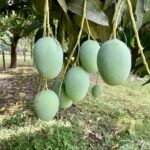 চাঁপাইনবাবগঞ্জের বিখ্যাত ল্যাংড়া আম (প্যাকেজিং এবং ডেলিভারিসহ)
