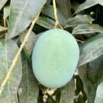 চাঁপাইনবাবগঞ্জের বিখ্যাত ল্যাংড়া আম (প্যাকেজিং এবং ডেলিভারিসহ) - Image 3
